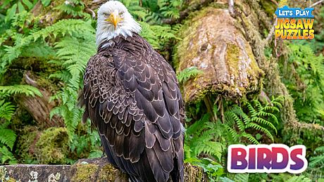 Let's Play Jigsaw Puzzles: Birds DLC