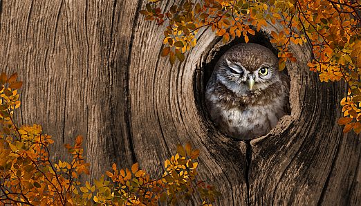 I Love Finding Birds Collector's Edition