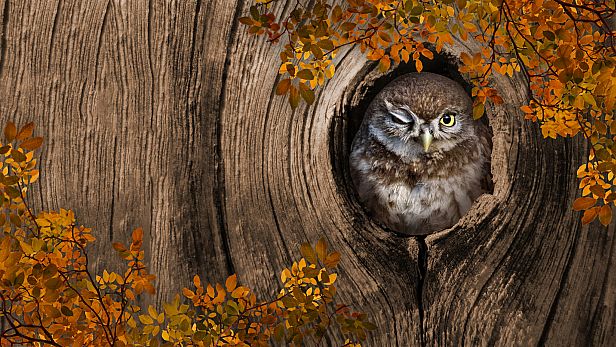 Buy I Love Finding Birds Collector's Edition