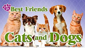 My Best Friends - Cats & Dogs