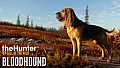 theHunter: Call of the Wild - Bloodhound