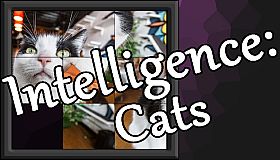 Intelligence: Cats