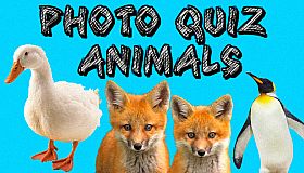 Photo Quiz - Animals
