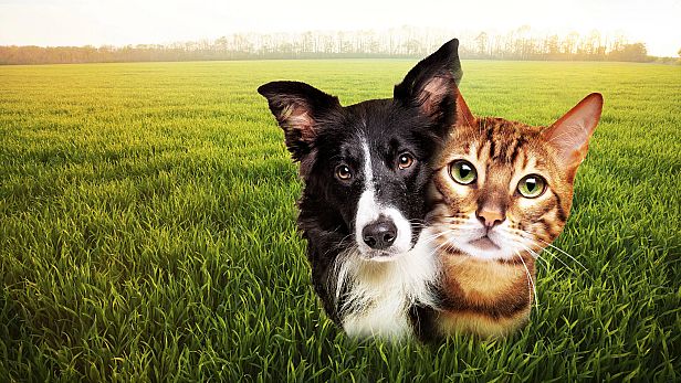 Buy Puzzle Escapes: Paws & Claws