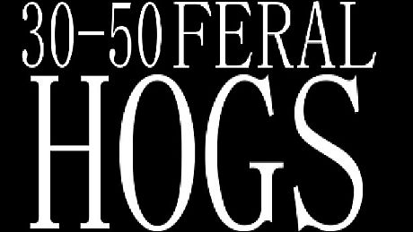 30-50 Feral Hogs Game