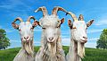 Goat Simulator 3