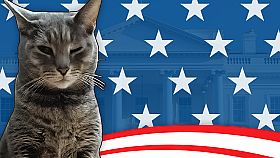 Cat President: A More Purrfect Union