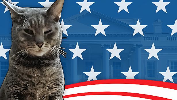 Buy Cat President: A More Purrfect Union
