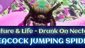 Peacock Jumping Spider - Drunk On Nectar