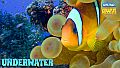 Let's Play Jigsaw Puzzles: Underwater
