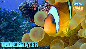 Let's Play Jigsaw Puzzles: Underwater
