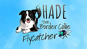 SHADE The Border Collie Flycatcher