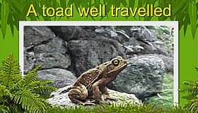 A toad well travelled