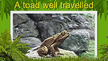 A toad well travelled Game