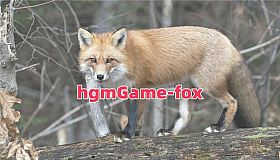 hgmGame-fox