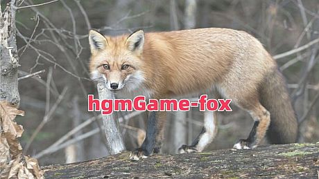 hgmGame-fox Game