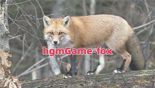 hgmGame-fox