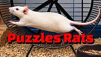 Kup Puzzles Rats na PC