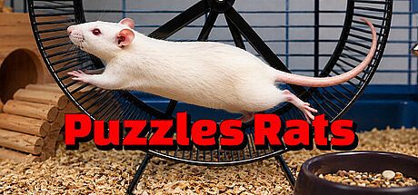 Puzzles Rats