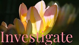 Investigate