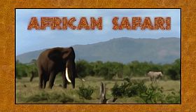 African Safari