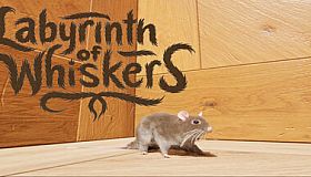 Labyrinth of Whiskers