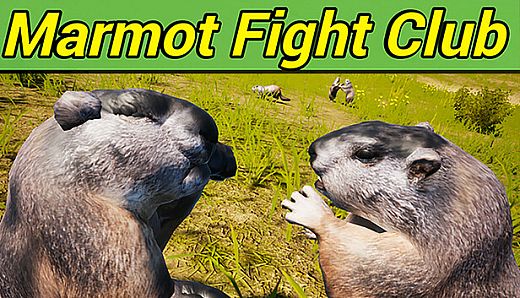 Marmot Fight Club