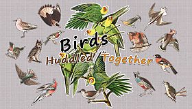 Birds Huddled Together