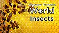 Jigsaw Puzzle World - Insects