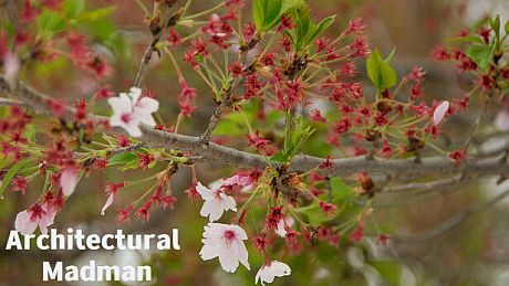 Architectural Madman Game