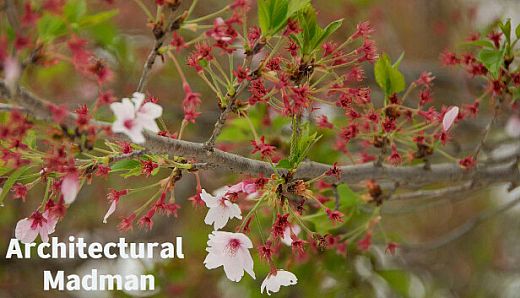 Architectural Madman