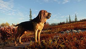 theHunter: Call of the Wild - Bloodhound