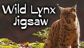 Wild Lynx Jigsaw