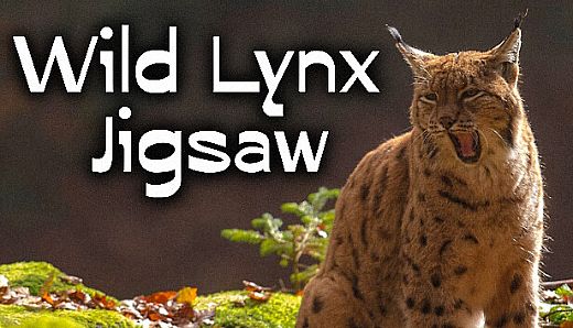 Wild Lynx Jigsaw