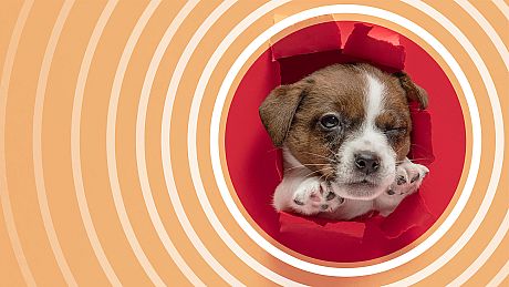 I Love Finding MORE Pups Collector's Edition Game