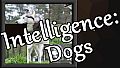 Intelligence: Dogs - OST