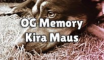 Kup OG Memory: Kira Maus na PC