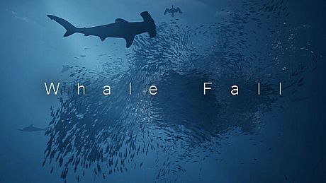 Whale Fall Game