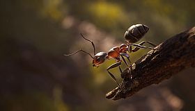 Empire of the Ants