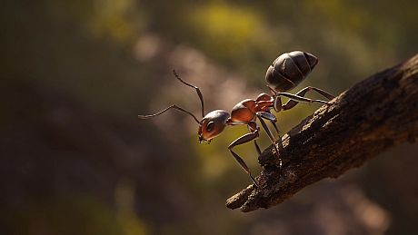 Empire of the Ants Game