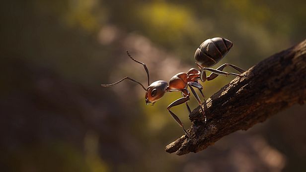 Buy Empire of the Ants