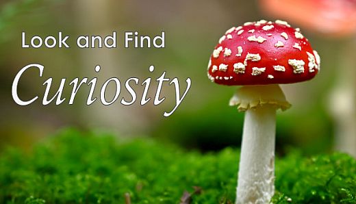 Look and Find - Curiosity