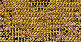 My First Beehive
