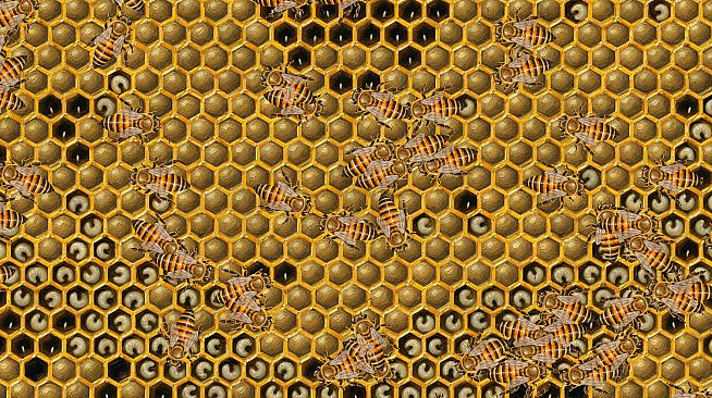 My First Beehive