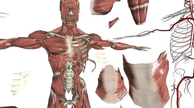 VR Anatomy