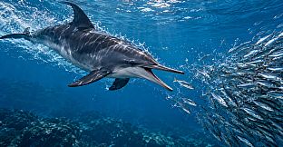 Puzzle Dolphins