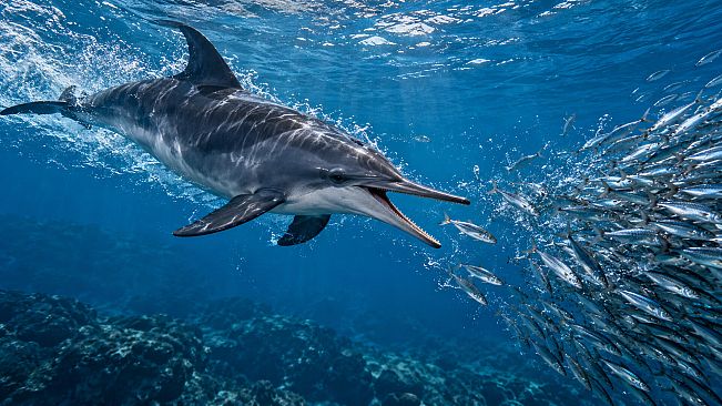 Puzzle Dolphins