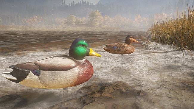 theHunter: Call of the Wild - Duck and Cover Pack