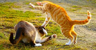 Master of Pieces Jigsaw Puzzle DLC - Cats