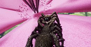 Peacock Jumping Spider - Drunk On Nectar